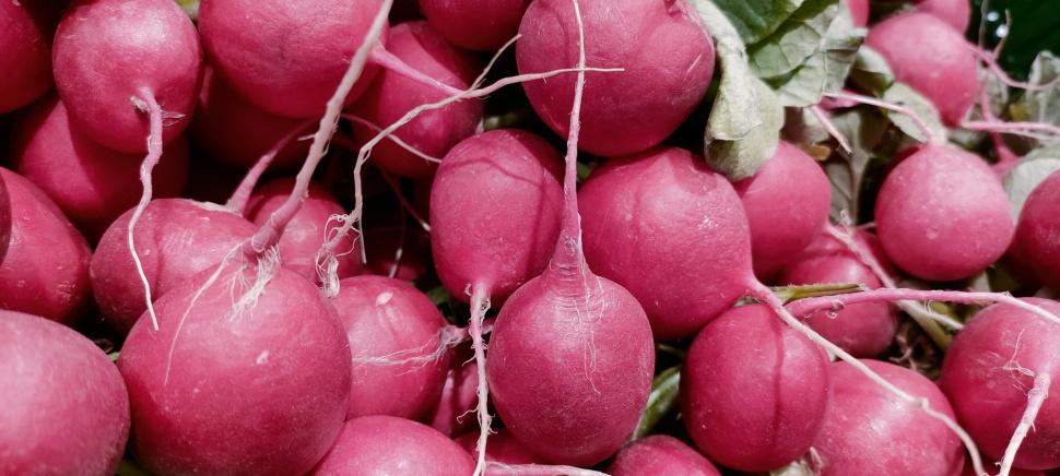 Radish Red Radish Germany